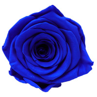 Tête de rose éternelle décorative naturelle de grade 4-5cm 8 pièces/boîte conservée