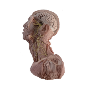 Model Anatomi Spesimen Pembuluh Darah dan Saraf Leher Kepala Deren DR Anatomi Manusia Silikon Lunak Buatan China - Product Image 2