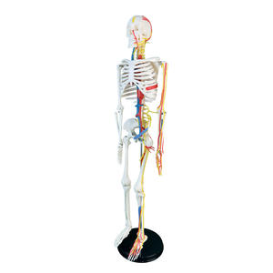 Esqueleto Humano de 85 cm, Modelo de Huesos Ortopédicos Médicos, Modelo de Esqueleto Neurovascular para Entrenamiento de Enfermería y Uso Escolar - Product Image 4