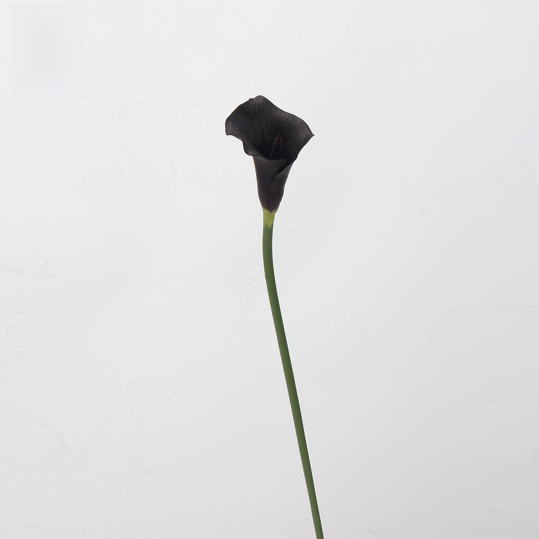 Calla comune a mezzaluna (viola scuro)