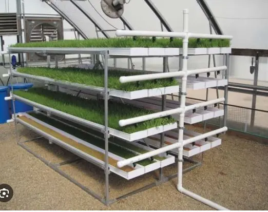 Fodder hydroponic מיכל fooder Spooder מערכת גידול הידרופונית מחיר הטוב ביותר 1000 ק "ג/יום