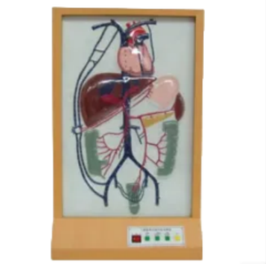 Modèle anatomique de circulation sanguine collatérale veineuse électrique ADA BIX-A2103, équipement éducatif, circulation cardiaque et pulsations sanguines - Product Image 1