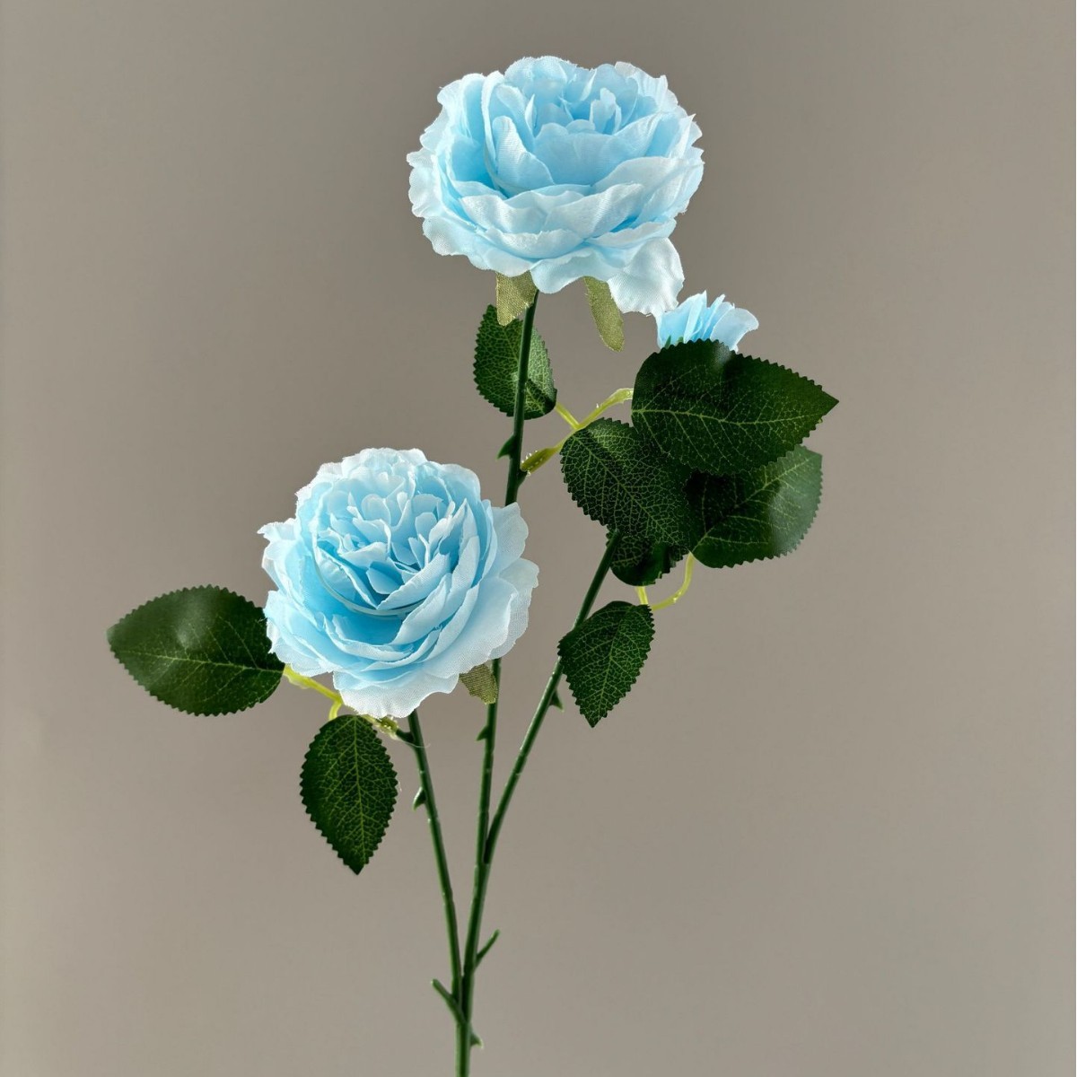 Ranunculus à 3 têtes, bleu clair
