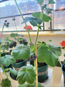 Clips de Fijación para Plantas de Jardín, <span class=keywords><strong>Mini</strong></span> Clips de Plástico para Soporte de Enredaderas, Reutilizables, para Jardinería Doméstica, Herramienta de Fijación y Protección para Injertos - Product Image 2