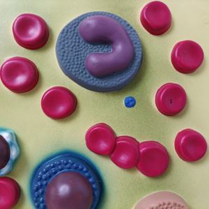 École de médecine enseignement des plaquettes sanguines humaines anatomiques en PVC système circulatoire affichage de la recherche modèle de cellule sanguine humaine agrandie - Product Image 3