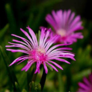 مستخرج الكانا القياسي عالي الجودة من GMP ، خلاصة التورتيوم من sctuosum في شكل معبأ في أسطوانة - Product Image 3