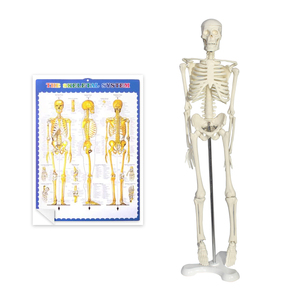 Bộ Xương Mô Hình Mini Loại 45Cm Bộ Xương Con Người Hot Bán Trẻ Em Đồ Chơi Halloween Quà Tặng Nghệ Thuật Mô Hình Bộ Xương - Product Image 1