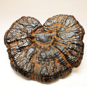 גנודרמה לוסידום ארינאקאוס קוריוס וריולוס בורסול פטריות - Product Image 4