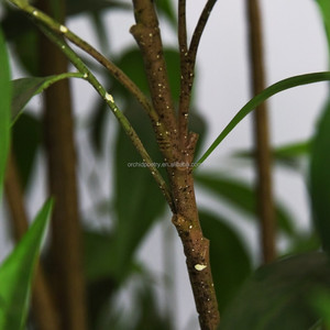 Bonsái Artificial de Hojas Delgadas, Árbol de Eucalipto <span class=keywords><strong>Llorón</strong></span> Ovalado Largo, Plantas en Maceta de 1.2 m para Decoración de Tiendas, Hoteles, Oficinas, Salones y Hogares - Product Image 4