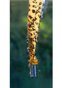 Nastro Adesivo Ecologico per Catturare Mosche, Trappola per Insetti Volanti, Vendita all'Ingrosso - Product Image 6