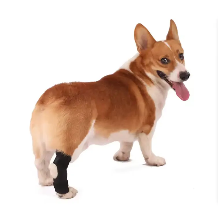 Attelle de jambe de chien Double bandes de ressort en métal Super support réglable pour jambes de chien pour jambes courtes