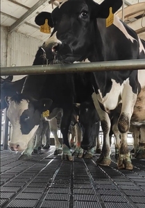 Dairy Farm Cow Shed Anti-Slip Floor Stall Ground Skin Milking Parlor Revestimento De Borracha Confortável com Serviço De Corte Personalizado - Product Image 6