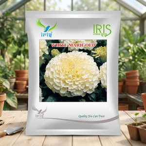เมล็ดดอกดาวเรืองสีขาวนำเข้าจากไอริส แบบกลีบสองชั้น RS ENTERPRISES - Product Image 2