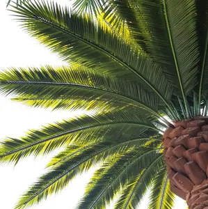 Anti-uv Anti-fading Plastic Royal Date Palm Coconut Trees Artifical Palm Tree Leaves