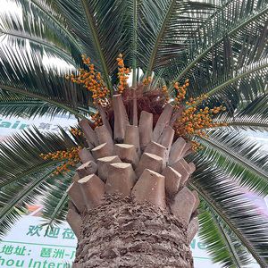 Palma Artificiale Grande Personalizzata, Alberi Artificiali di Grandi Dimensioni Certificati UV per Decorazioni Interne ed Esterne - Product Image 2