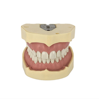 Modèle de dents humaines de remplacement pour typodont, modèle pratique de dents orthodontiques factices, modèle dentaire pour Frasaco ANA4