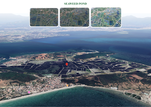 Gelée de raisin de mer tendre DT 105ml prête à manger avec boisson aux algues vietnamiennes à la saveur d'orange - Product Image 2