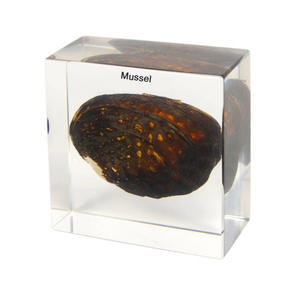 Gelsonlab HSBS-027 Espécimen Biológico Encapsulado de Cysticercus, Parásito de Gusano de Cerdo - Product Image 6