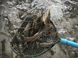 Mycoprotéine Protéine monocellulaire (SCP75-TR) Masse cellulaire Tryptophane sous-produit Riche en <span class=keywords><strong>lysine</strong></span>/méthionine Additif alimentaire - Product Image 5