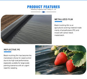 Avec trous Pe Mulch Film Isolene Plastic Mulch Agricultural Plants Cover Film Frost <span class=keywords><strong>Protection</strong></span> Keep Warm Control for Sale - Product Image 4