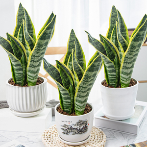 Plantas Ornamentales Modernas y Populares para Decoración de Interiores: Árbol Natural Vivo, Orquídea Tigre, Bonsái, Planta Serpiente (Sansevieria) al por Mayor - Product Image 6