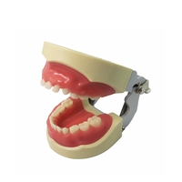 Modelo de estudio dental de dientes primarios infantiles con encía blanda y articulador FE