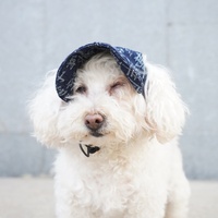 Casquette de camionneur personnalisée pour chien, casquette de baseball d'hiver pour animaux de compagnie, visière réglable avec trous pour les oreilles, pour petits et moyens chiens et chats, en jean et coton, pour l'extérieur et les voyages