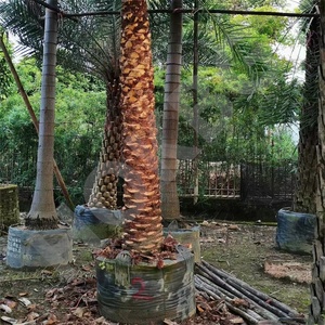 Hokbg ถุงปลูก120lt 30แกลลอนถุงพลาสติก PP ทรงตัวสำหรับต้นปาล์ม - Product Image 2