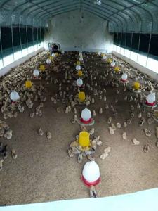 Usine directe 5L manuel poulet distributeur d'eau nouvelle condition volaille buveur creux bouteille qualité animaux buveurs - Product Image 6