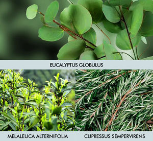 50ml d'<span class=keywords><strong>huile</strong></span> <span class=keywords><strong>essentielle</strong></span> respirante lissante pour le massage du corps favorise une respiration lisse et soulage la congestion nasale - Product Image 4