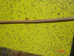 Piège à insectes collant jetable écologique double jaune solide, attrape-mouches blancs, lutte antiparasitaire en extérieur, planches collantes <span class=keywords><strong>pour</strong></span> insectes - Product Image 2