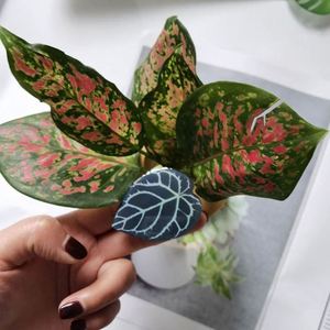 Popular Customized Acrylic Phone Holder with <b>Leaf</b> Design UV Printed Foldable Phone Grip Stand - Product Image 5