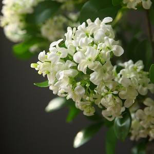 Flores Artificiales de Lila, Murraya Paniculata, Flores de Seda en Color Blanco, Rosa, Morado, Amarillo y Champán, Decoraciones para el Hogar y Bodas - Product Image 3