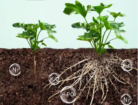 Nieuwe Hoogwaardige Landbouwplanten Rooten Met Behulp Van Mycorhiza-Schimmel