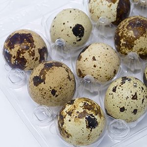 Plastic Egg Quail Eggs Trays Egg Trays For Sale 12 Cells Plastic Small Egg Storage Holders Quail Eggs Bulk Carton Trays