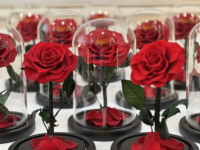 Fleurs de roses éternelles roses préservées pour toujours dans un dôme en verre avec LED pour la fête des mères, Noël ou la Saint-Valentin, forme ronde