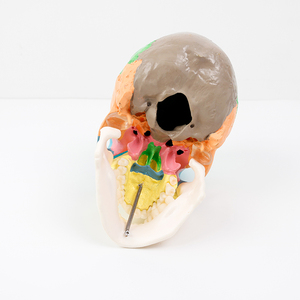 Modelo anatómico <span class=keywords><strong>de</strong></span> 3 partes <span class=keywords><strong>de</strong></span> tamaño real con tabla <span class=keywords><strong>de</strong></span> calavera humana colorida para estudiantes <span class=keywords><strong>de</strong></span> medicina Curso <span class=keywords><strong>de</strong></span> estudio <span class=keywords><strong>de</strong></span> Anatomía Humana - Product Image 6