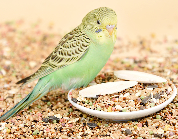 How to Choose the Best Pigeon Food JP: A Complete Buyer's Guide