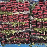 Bunga Mawar Merah Kunming Yunnan Grosir Kotak Bunga Potong Dekorasi Mobil Pernikahan Mawar Tunggal Tanpa Kelopak