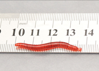 Nouvelle appât artificielle OEM 3,5 cm 0,25 g, simulation de vers de terre rouge, appât souple 35 mm, vers réalistes, appâts odorants, pesca