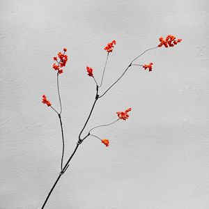 Branche de fruit artificielle Meng Jie en PVC mousse rouge orangé pour décoration de maison et de mariage - Product Image 3