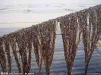 Natural Laver algas nori copos comida coreana <span class=keywords><strong>sushi</strong></span> Nori - Product Image 5