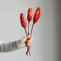 Gedroogde koningsprotea bloemen voor binnen, decoratief voor bruiloften, Pasen & Halloween arrangementen - Langdurig, 20-30cm