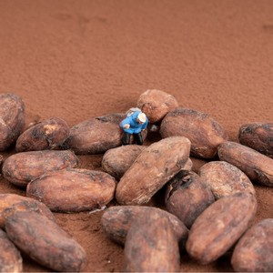 Granos de <span class=keywords><strong>Cacao</strong></span> Secos, Trozos Triturados de Granos de <span class=keywords><strong>Cacao</strong></span> Secos, Granos de <span class=keywords><strong>Cacao</strong></span> en Venta - Product Image 5