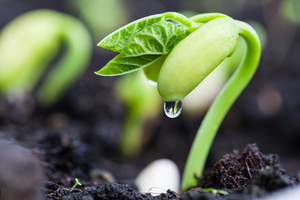 FLB Bioestimulante, Fertilizante Líquido Orgánico para Mejorar el Crecimiento de Cultivos en Frutas, Verduras y Suelos en Agricultura Orgánica - Product Image 4