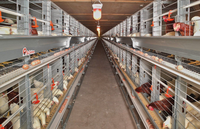 Poulailler de base 10x30m - 2.8m de hauteur, conception ouverte, pour 5,000 poulets en liberté