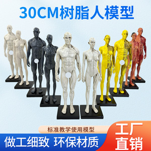 Figura Humana Artística de Resina de 30 cm: Estructura Anatómica Muscular y Esquelética, Modelo Artístico, Pintura CG y Enseñanza de Escultura - Product Image 2