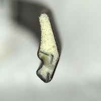 Bande d'étanchéité en mousse pour porte en bois fabriquée en polyuréthane