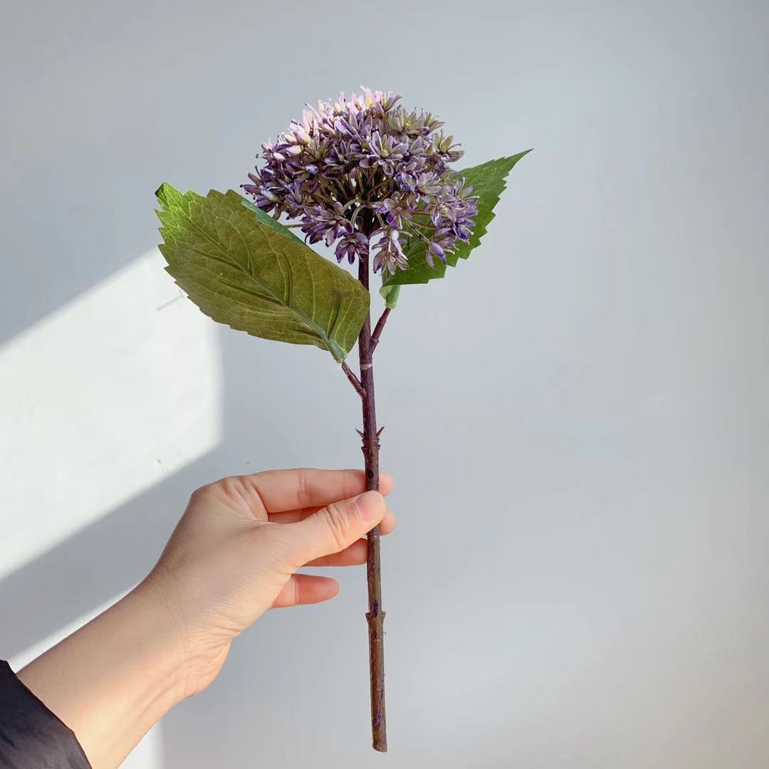 Pourpre