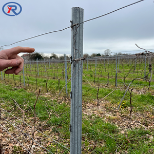 Poste de metal <span class=keywords><strong>para</strong></span> viñedo de 2.4m con ganchos, alta resistencia y tenacidad, <span class=keywords><strong>para</strong></span> viñedos de uva. - Product Image 1